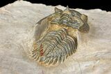 Bargain, Metacanthina Trilobite - Lghaft, Morocco #153889-4